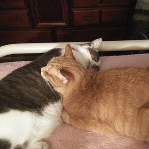 Meet your Posher, Susan